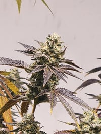 Image 3 of Kings Kush