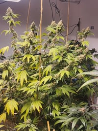 Image 3 of Paradise's peach