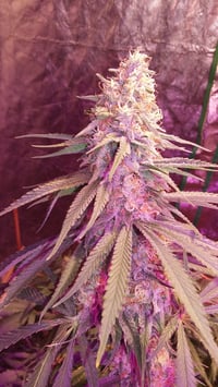 Image 2 of Black Cherry soda bx1