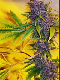 Image 3 of Black Cherry soda bx1