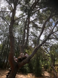 Image 10 of GIRLS SANCTUARY