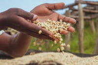 Image 4 of Karambi - Rwanda | ESPRESSO & FILTRE