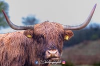Bute Highland Cow