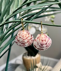 Image 1 of Pink + White Scallop Earrings E108
