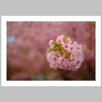Image 4 of Up Close with Cherry Blossom