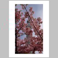 Cherry Blossoms at Skytree