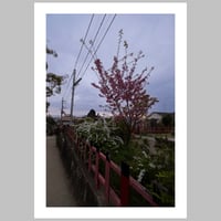 Cherry Blossoms Outside of the Bamboo Forest