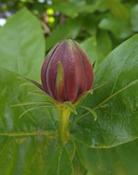 Western Spicebush : Calycanthus occidentalis