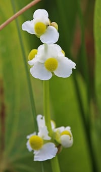 Image 3 of Wapato : Sagittaria latifolia