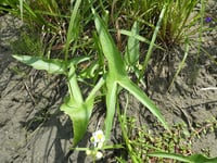 Image 4 of Wapato : Sagittaria latifolia