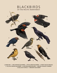 Blackbirds of the Pacific Northwest