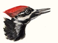 Pileated Woodpecker Portrait