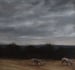 Image of Moutons à la campagne