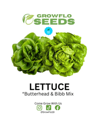 Butterhead and Bibb Lettuce