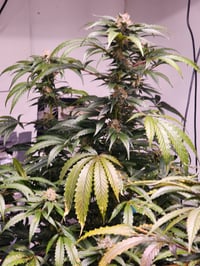 Image 2 of Sour cherry kush