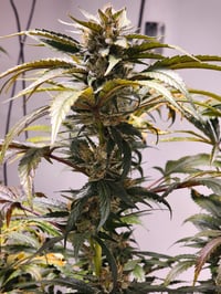 Image 3 of Sour cherry kush