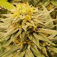 Image 2 of Royal Papaya kush 