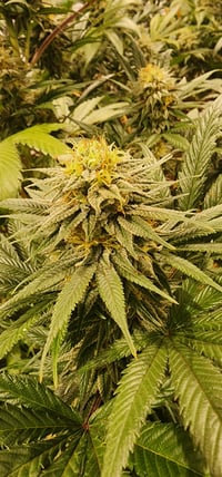 Image 3 of Royal Papaya kush 