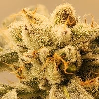 Image 2 of Island OG