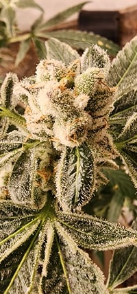 Image 3 of Island OG