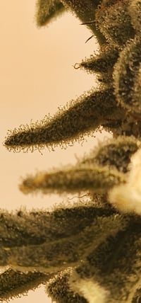 Image 4 of Island OG