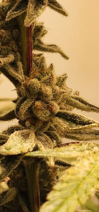 Image 5 of Island OG