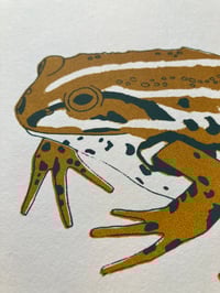Image 3 of Northern Pool Frog print