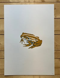 Image 1 of Northern Pool Frog print