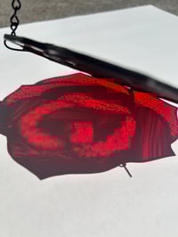 Image 3 of Rose 1