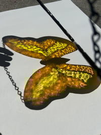 Image 3 of Monochromatic Monarch