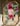 Purple Finch