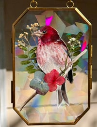 Purple Finch