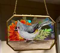 Tufted Titmouse 