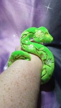 Green Gardens Plush Snake