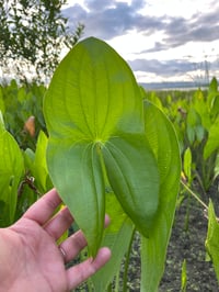 Image 2 of Wapato : Sagittaria latifolia