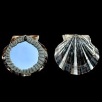 Image 5 of Sea Shell Mini Mirrors
