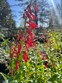 Image 1 of Firecracker Penstemon: Penstemon eatonii