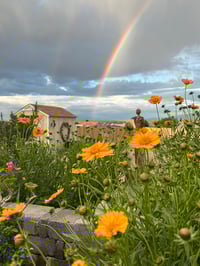 Image 4 of  Rainbow Cottage Garden - Jigsaw Puzzle - 252 Pieces