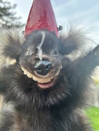 Image 2 of Skunky Bastard 