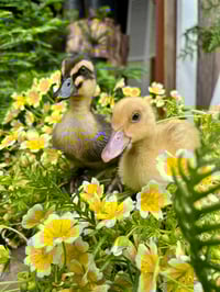 Image 1 of Douglas Meadowfoam : Limnanthes douglasii