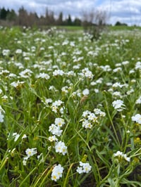 Image 2 of Popcorn Flower : Plagiobothrys figuratus