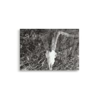 Image 1 of GOAT SKULL  VERSION 1 POSTER