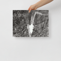 Image 2 of GOAT SKULL  VERSION 1 POSTER