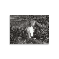 Image 1 of GOAT SKULL VERSION 2 POSTER