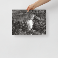 Image 2 of GOAT SKULL VERSION 2 POSTER