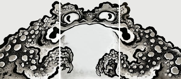 Image of El Gato Chimney - Master Toad