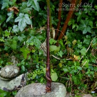 Image 6 of Twisted Blackthorn Blasting Rod (BR009)
