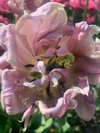 Image 3 of Venus Anointing Oil (Geranium, Orris, Ylang Ylang, Cardamom)