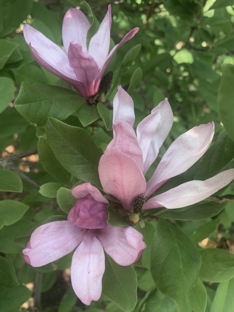 Image of Taurus Perfume (Rose, Benzoin, Magnolia, Vanilla)
