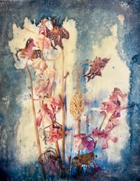Untitled (Wildflowers 2)